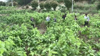 视频︱蕲州镇：村社合营种桑葚   产业升级奔富路