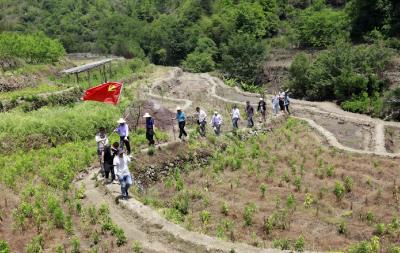 我为群众办实事︱县融媒体中心：义务种花 扮靓乡村