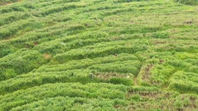 视频︱刘河镇新铺村：小艾草变身 “金草”