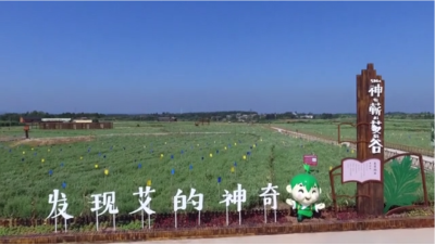 视频︱破冰突围  小艾草撬动大产业