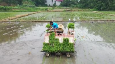 视频︱蕲春：机械化插秧   让水稻生产跑出 “加速度”