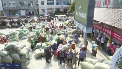 视频︱【“十四五”开新局•聚力发展大健康产业】张榜镇蕲艾收购忙