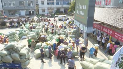 视频︱蕲艾收购抢农时
