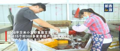 短视频丨蕲春小龙虾：困境破局 抱团“逆袭”