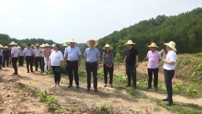 视频︱蕲春强力推进土地违法违规问题专项整治工作