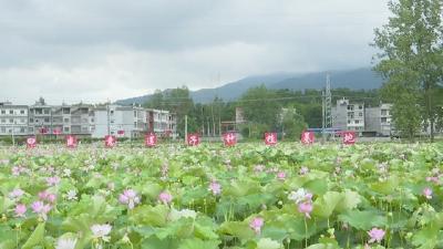 视频︱狮子镇涂铺村500亩荷花争芳吐艳