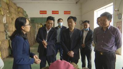 视频︱县领导调研蕲艾产业链发展情况