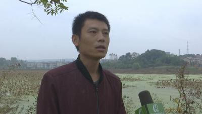 视频︱刘洋：回乡种莲藕   带富家乡人