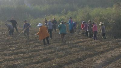 视频︱青石镇火龙村多措并举推进蕲艾标准化种植