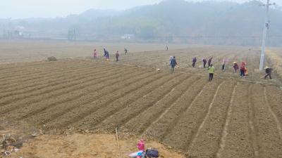 视频︱以问题为导向   推进蕲艾标准种植