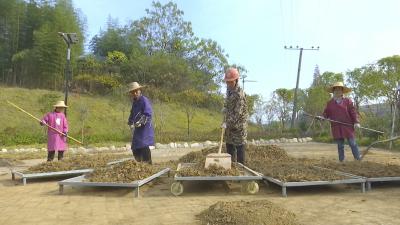 视频︱株林镇：种植道地药材  助力乡村振兴 