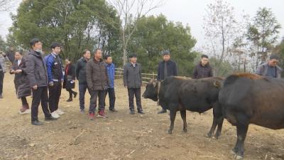 视频︱省科研团队到三角山鉴定黄牛新品种
