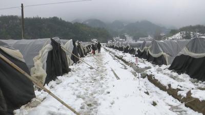 视频︱张榜镇积极组织抗灾自救