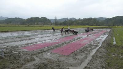 视频︱县农业农村局：推广机插秧 打牢粮食增产基础