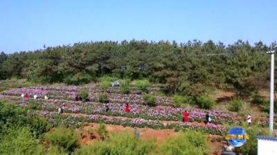 视频︱“五一”去哪里  徐亮花海在等你