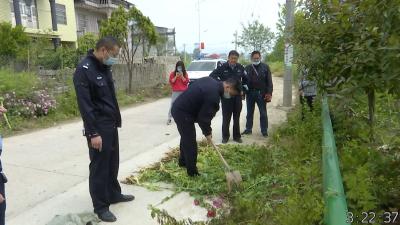 视频︱村民散步认出罂粟花 警方依法铲除销毁