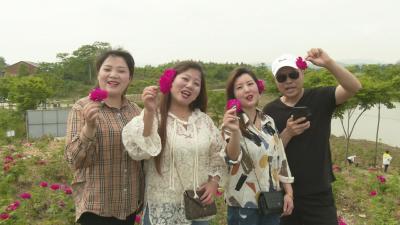视频︱蕲州镇下石潭村：玫瑰产业美了乡村富了乡亲