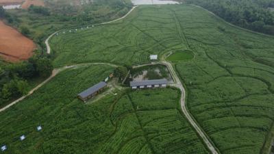 视频︱湖北艾师傅科技公司：环保赋能  为蕲艾产业再添绿色