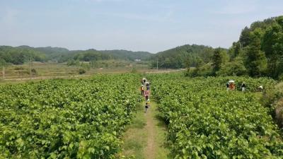 视频︱株林镇慕义畈村：农旅融合助力乡村振兴