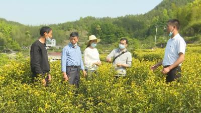视频︱大同镇：小小茶叶成为推动乡村振兴大产业
