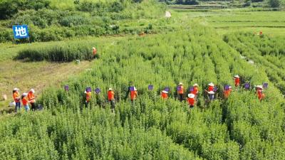 视频︱蕲艾劳动技能大赛：以艾为媒 展劳动者风采
