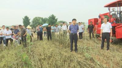 视频︱蕲春推进蕲艾收割机械化