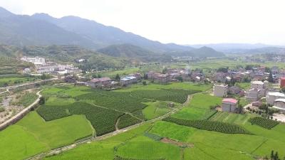 视频︱青石镇：党建引领聚活力  乡村振兴展新颜