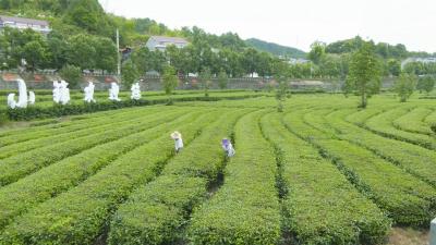 视频︱檀林镇槐树村：提升治理能力 赋能乡村振兴