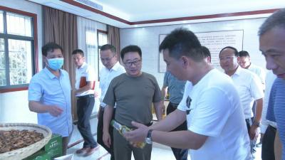 视频︱胡安元调研蕲水流域综合治理和生态文明建设