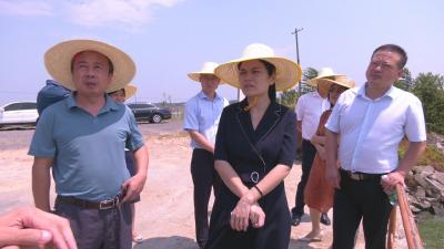 视频︱陈丹调研赤龙湖水质提升工作