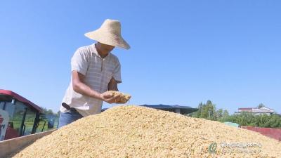 视频︱稻黄谷熟好“丰”景 蕲阳大地收割忙