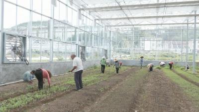 视频︱张榜镇横路村：蔬菜基地“变形记”