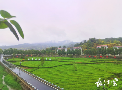 湖北蕲春槐树村：“茶富美”的嬗变