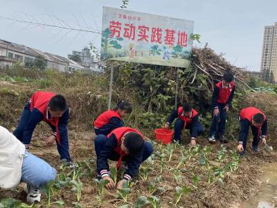 “开心农场”种菜忙