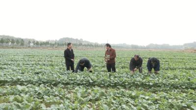 视频︱县农业农村局：抓好油菜田间管理 确保油料丰产丰收