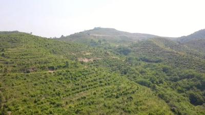 视频︱县林业局：荒山变基地 油茶促增收