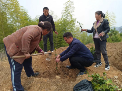 狮子镇加大油茶种植 助力乡村振兴