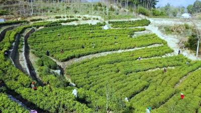 视频︱檀林镇：春茶抢“鲜”开采 赶“早”上市