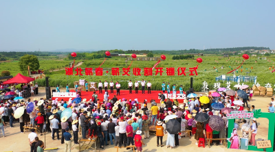 视频︱20万亩蕲艾丰收开镰