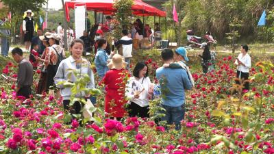 视频︱蕲州镇：玫瑰花绽放 群众增收忙