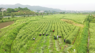 视频︱蕲艾长势喜人 艾企喜迎节会