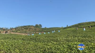 视频︱檀林雾云山：茶香四溢 一山春色藏不住