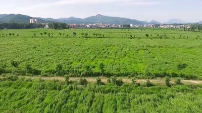视频︱明确发展方向 寻求产业突破