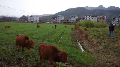 狮子花凉亭村发展养殖业带动村民增收