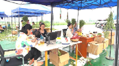 视频︱从艾草到艾灸 蕲春标准正推向全国