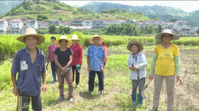视频︱檀林镇朱冲村：山里种蕲艾 山外闯市场
