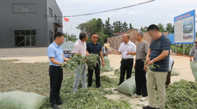 视频︱加大收储力度 推进蕲艾片片归仓