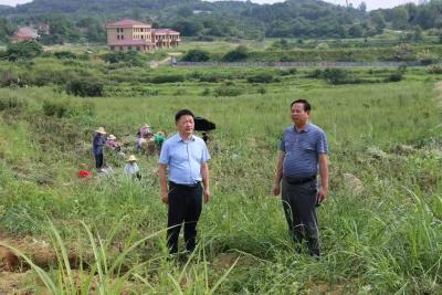 视频︱艾叶片片归仓 保障艾农收益