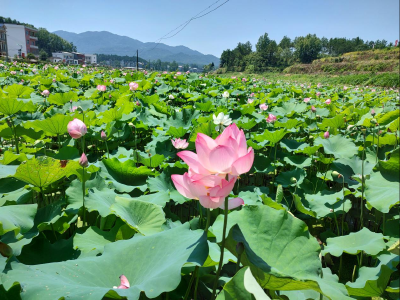 狮子镇涂铺村：发展莲子推进农旅一体化景村融合