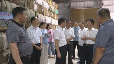 视频｜ 湖南省政协调研组来蕲春调研蕲艾产业发展和再生稻种植情况
